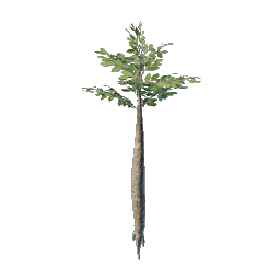 Nomad Highlands Broad Tree Seedling