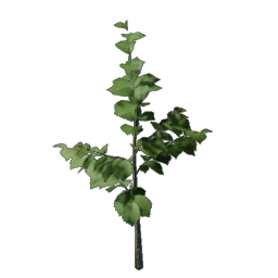 Hazelnut Bush Seedling