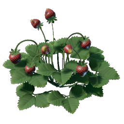 Strawberry Seedling