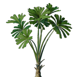 Licuala Seedling