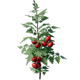 Tomato Seedling