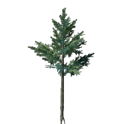 Evergreen Tree Seedling