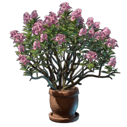 Alpine Rose