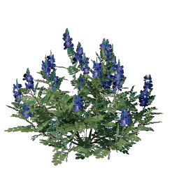 Indigo Seedling