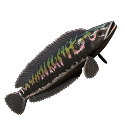 Stripetail