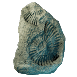 Ammonite Imprint