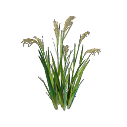 Rice Seedling