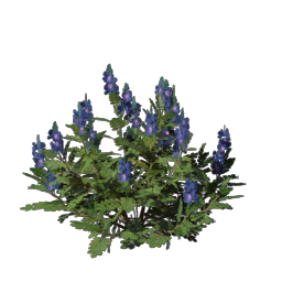 Indigo Seedling