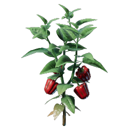 Bell Pepper Seedling