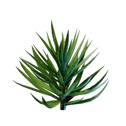 Yucca Palm Seedling