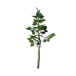 Basswood Tree Seedling