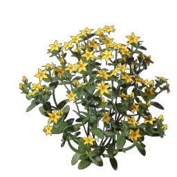Aureolin Flower Seedling