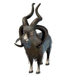 Frizzy Goat