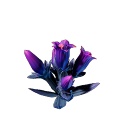 Glimmer Gentian