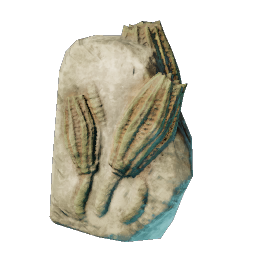 Smaller Sea Lily Fossil