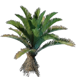 Date Palm Seedling