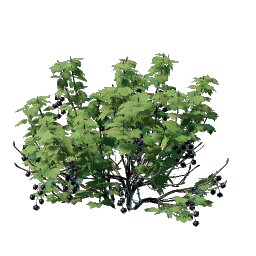 Berry Bush Seedling