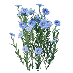 Flax Seedling