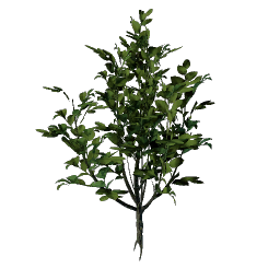 Revelwood Green Leaf Seedling