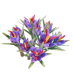 Saffron Seedling