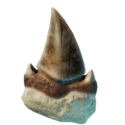 Sharp Shark Tooth