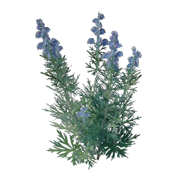 Wolfsbane Seedling