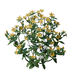Aureolin Flower Seedling