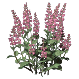 Sage Seedling