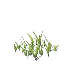 Wheat Seedling