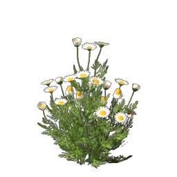 Chamomile Seedling