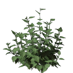 Nettle  Seedling