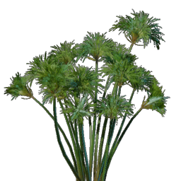Papyrus Seedling