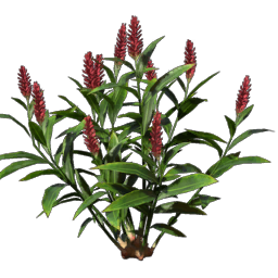 Ginger Seedling
