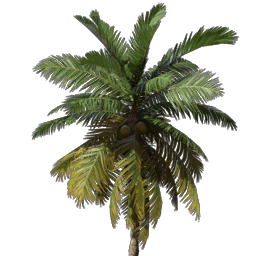 Coconut Palm Seedling