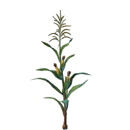 Corn Seedling