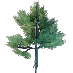 Conifer Tree Seedling