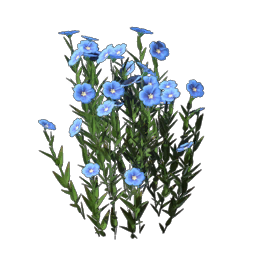 Flax Seedling