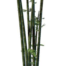 Bamboo Seedling