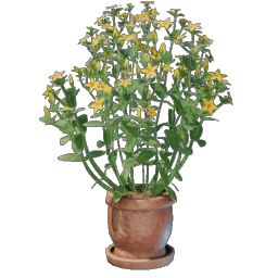 Aureolin Plant