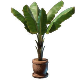 Banana Plant
