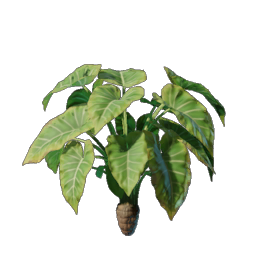 Taro Seedling