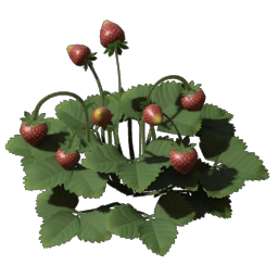 Strawberry Seedling