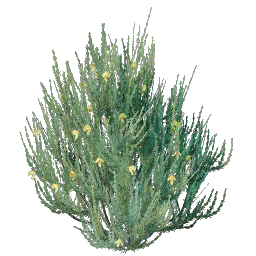 Rooibos Seedling