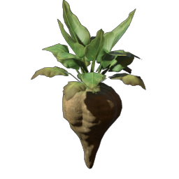 Beet Seedling