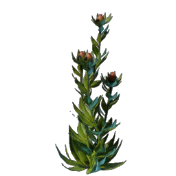 Algae Seedling