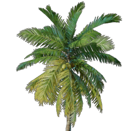 Coconut Palm Seedling