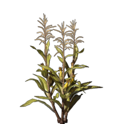 Corn Seedling