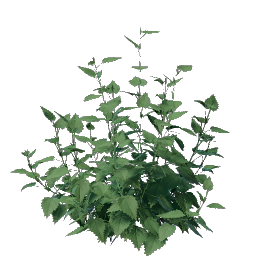 Nettle  Seedling