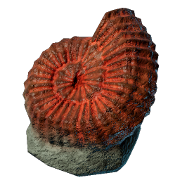 Big Ammonite