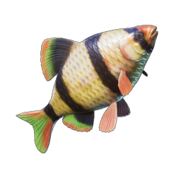 Shimmerfin